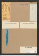 Amphiprora maxima Greg. (de-Toni-Nr.: Genus 29, Species 1308) Zeichnungen Sammlung Grunow Nr. 2518 (NHMW-BOT-W0369666)